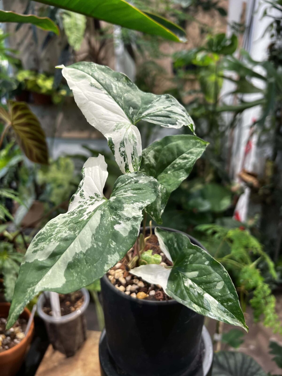 Syngonium podophyllum albo variegata 白錦合果芋 Plantjai植仔 Syngonium podophyllum albo variegata 白錦合果芋 — 植仔 Plantjai 香港觀葉植物