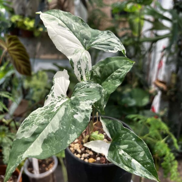 白錦合果芋 — 植仔 Plantjai 香港觀葉植物