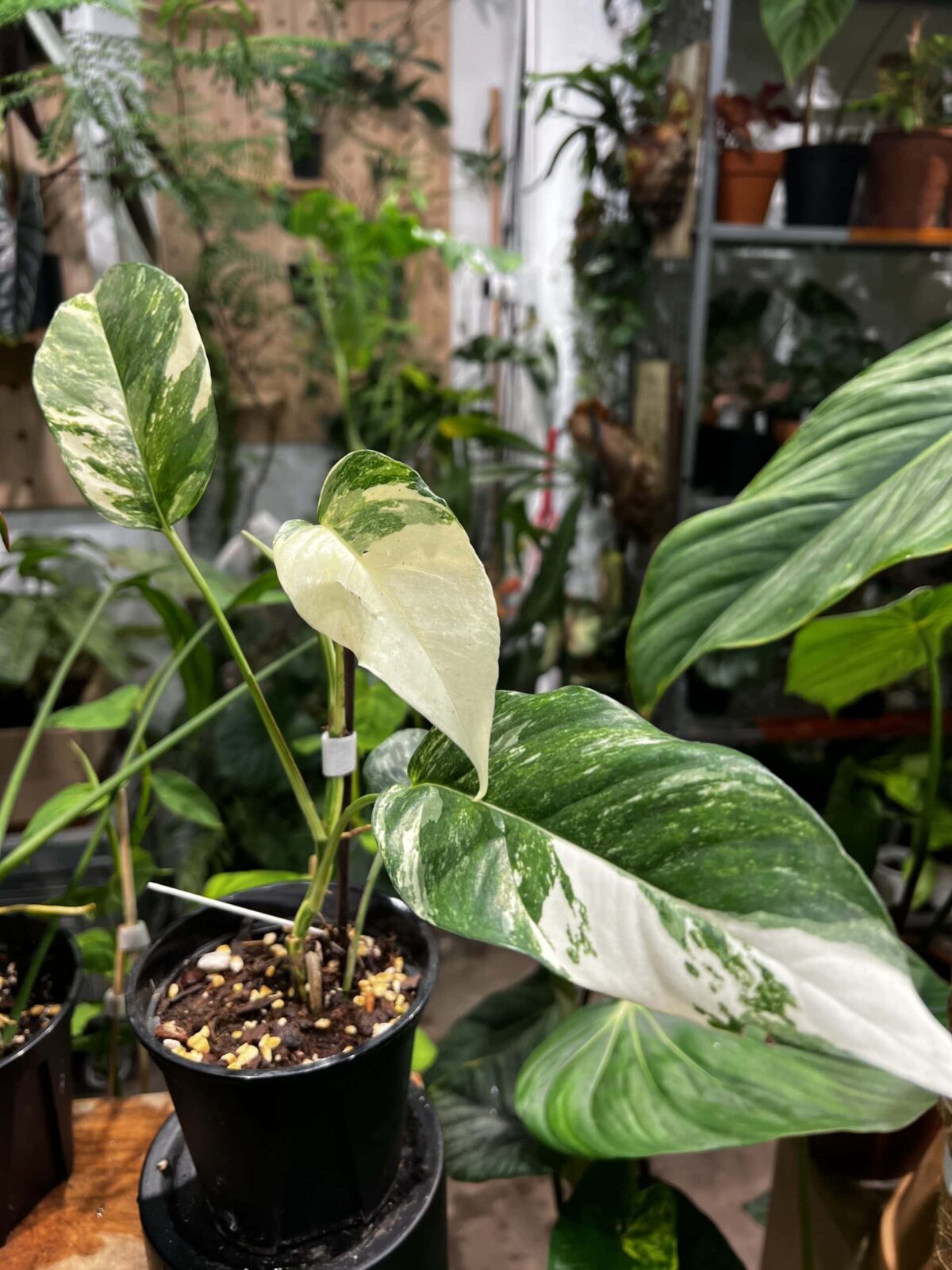 Epipremnum albo variegata 白錦麒麟尾