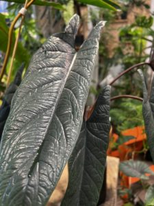 Alocasia scalprum - Image 3