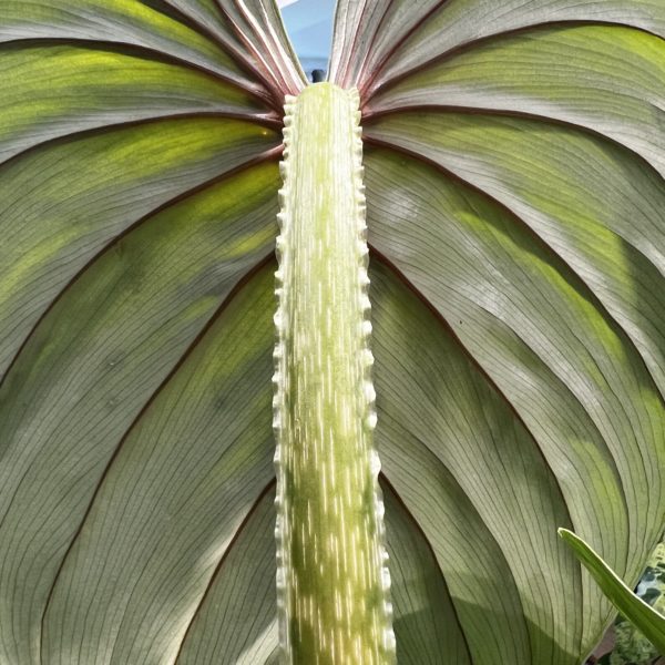 Philodendron plowmanii 'Watermelon' 西瓜普洛蔓綠絨（Philodendron plowmanii 'Watermelon'）— 植仔 Plantjai 香港觀葉植物