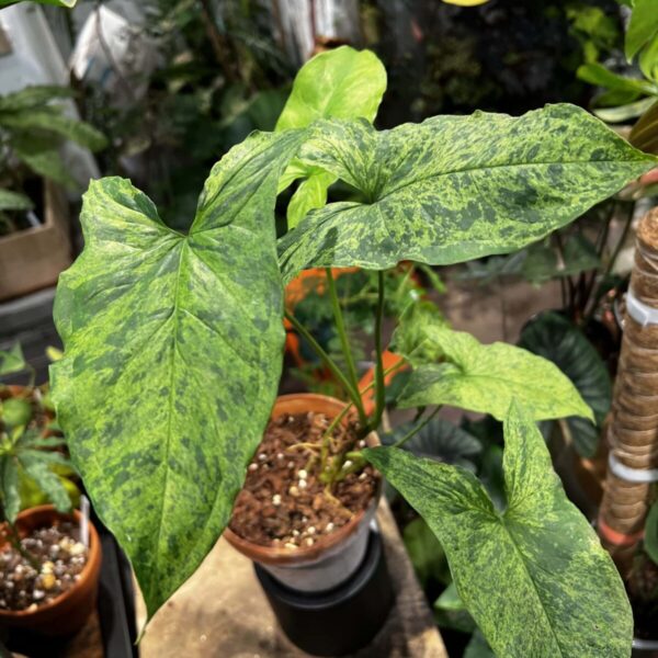 莫吉托合果芋