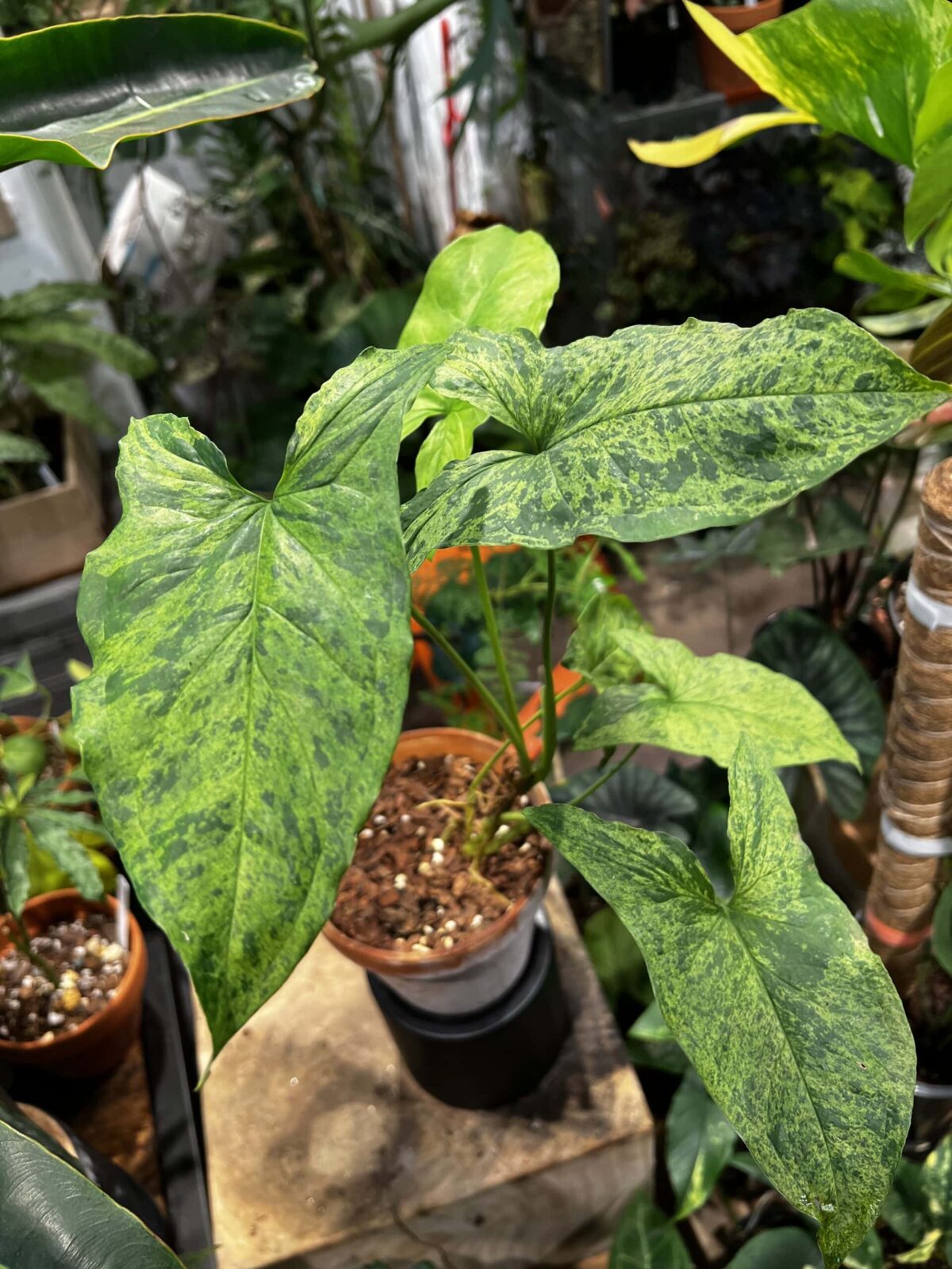 Syngonium podophyllum 'Mojito'