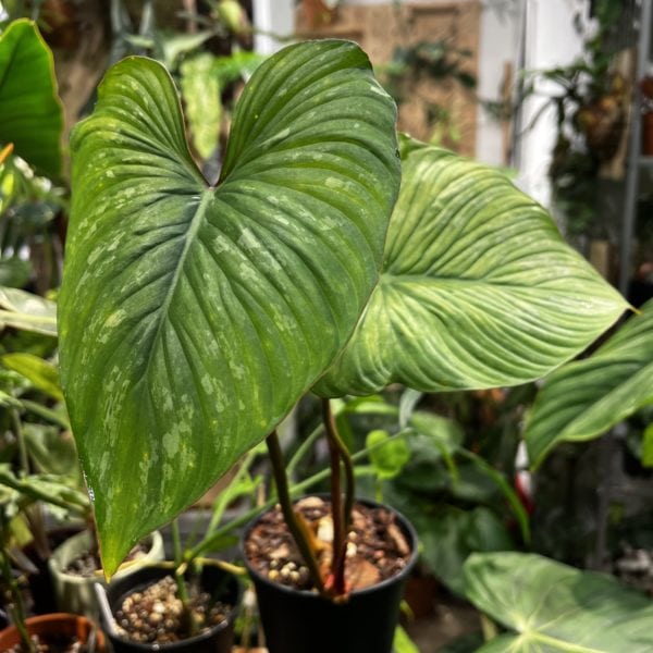 Philodendron plowmanii — 植仔 Plantjai 香港觀葉植物