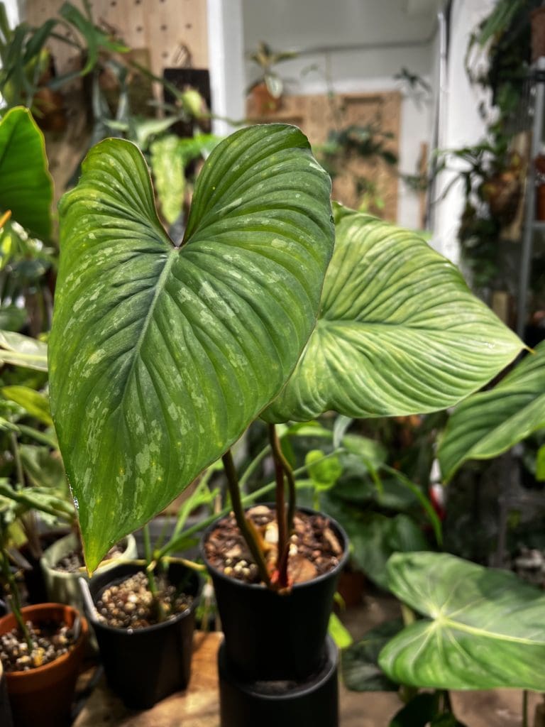 普洛蔓綠絨