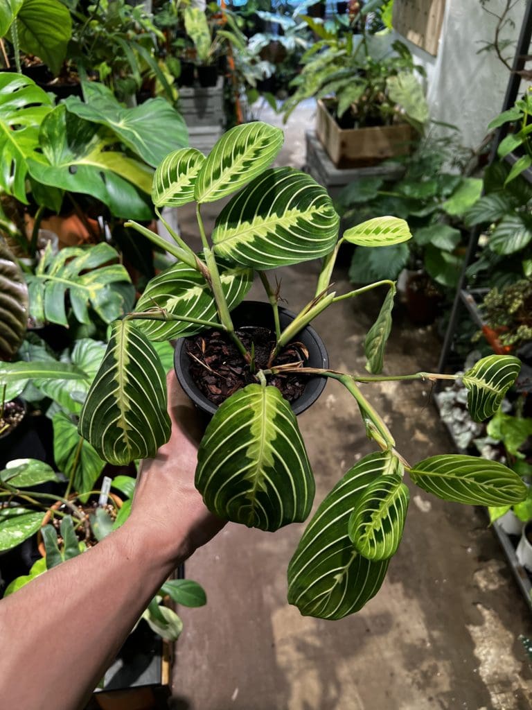 白脈葉蟬竹芋