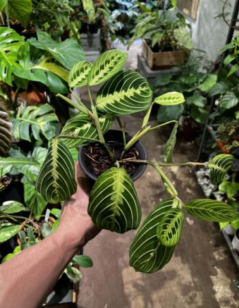 半水培竹芋（Calathea）— 植仔 Plantjai 香港觀葉植物