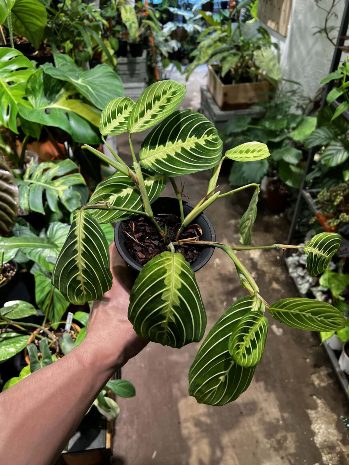 Maranta 'Lemon Lime' 白脈葉蟬 Plantjai植仔