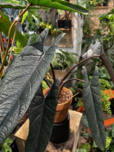 Alocasia scalprum - Image 4
