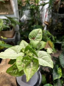 Syngonium podophyllum 'Milk Confetti' 牛奶合果芋：圖片 2