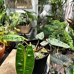 Philodendron billietiae variegata 橙柄錦蔓綠絨（Philodendron billietiae variegata）— 植仔 Plantjai 香港觀葉植物