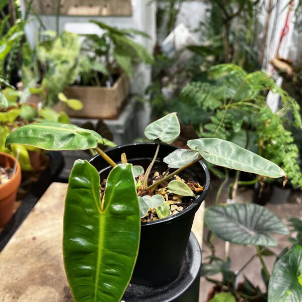 橙柄蔓綠絨 — 植仔 Plantjai 香港觀葉植物