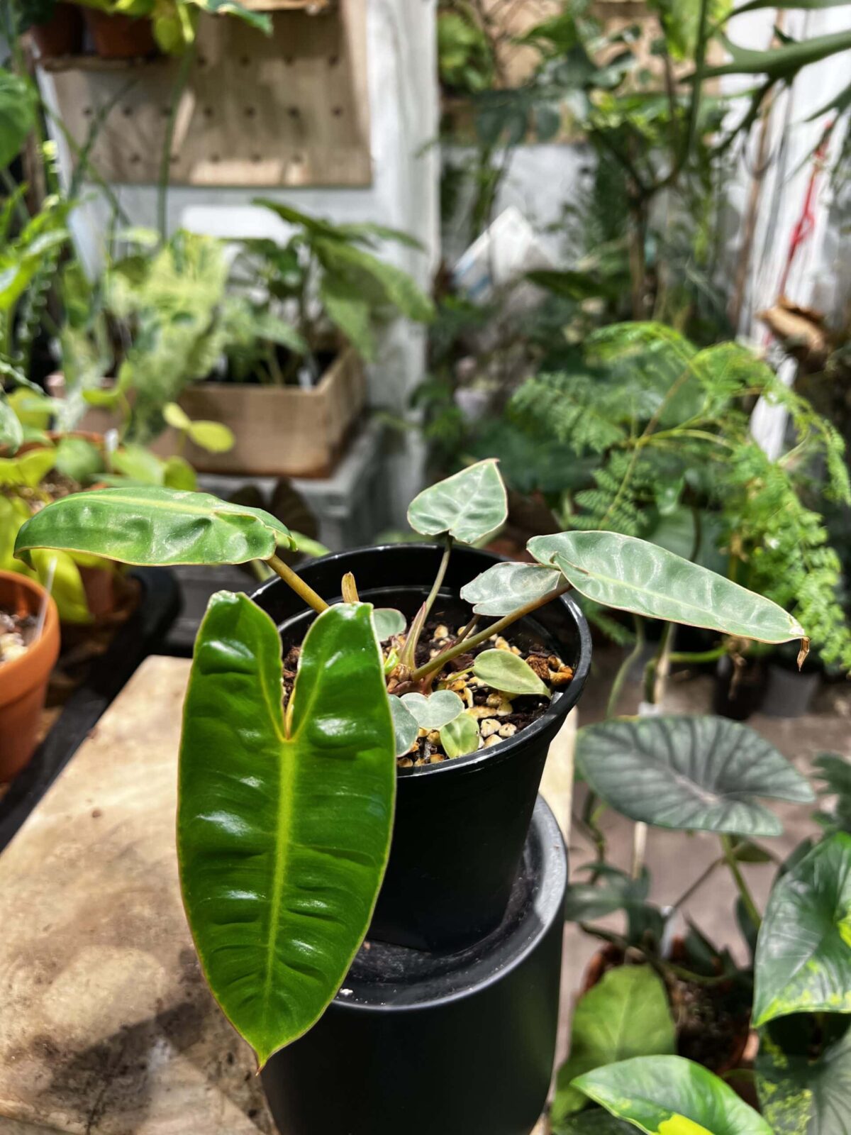 Philodendron billietiae 橙柄蔓綠絨