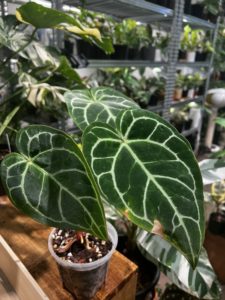 Anthurium crystallinum 'Turtle' tortoiseshell candle