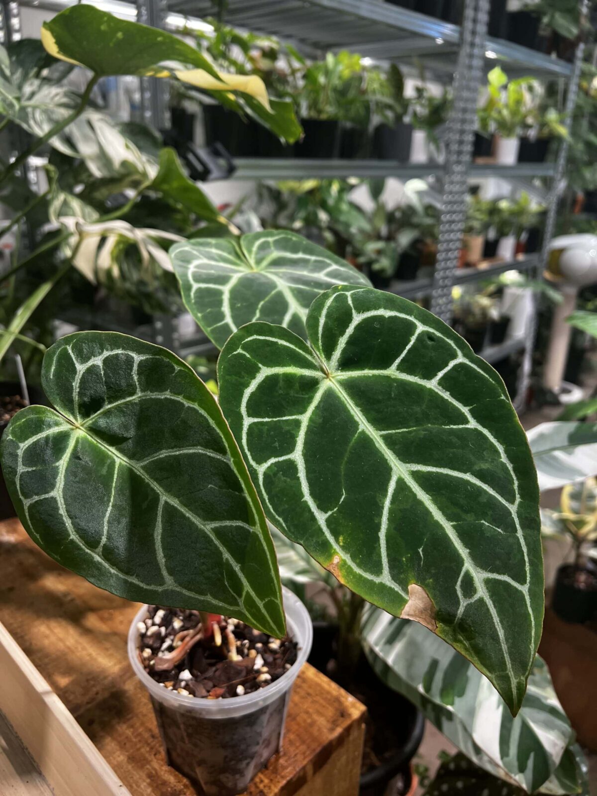 Anthurium crystallinum 'Turtle' 龜甲花燭