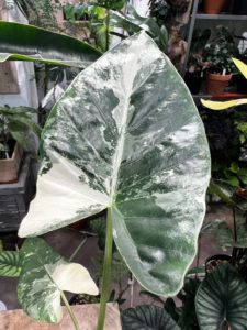 Alocasia macrorrhiza albo var. - Image 3