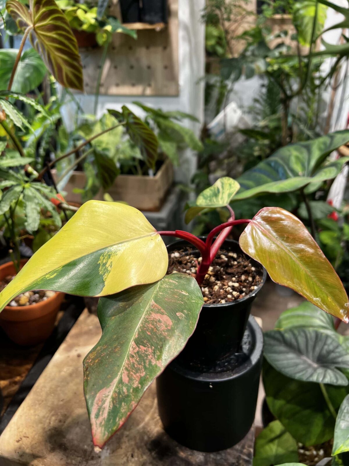 Philodendron erubescens 'Strawberry Shake' 士多啤梨奶昔蔓綠絨