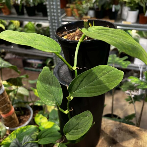 斯普魯斯龜背竹 — 植仔 Plantjai 香港觀葉植物