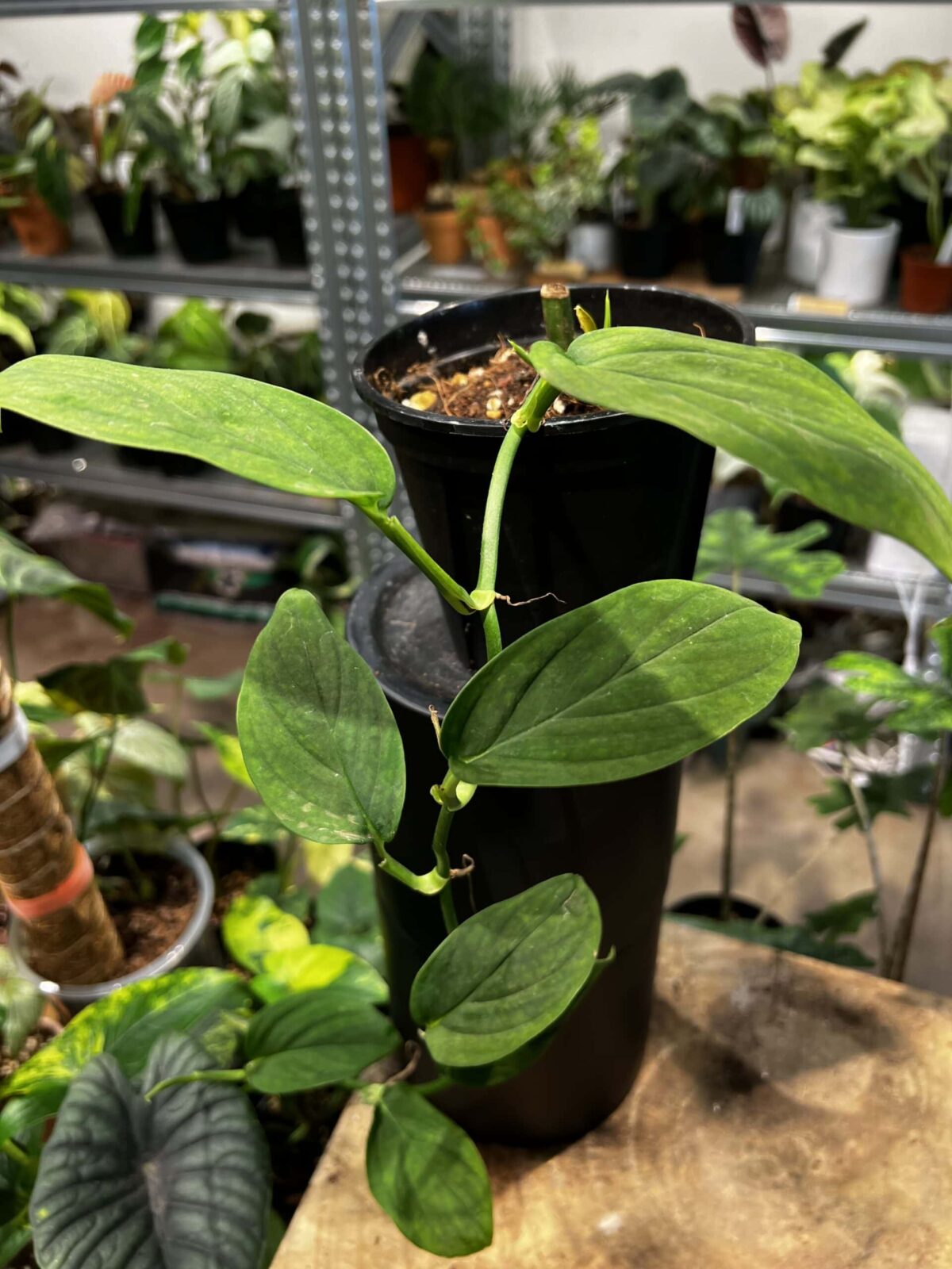 Monstera spruceana 斯普魯斯龜背竹