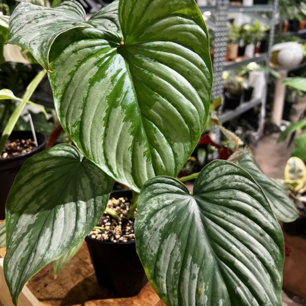 Philodendron mamei  雲錦蔓綠絨 — 植仔 Plantjai 香港觀葉植物