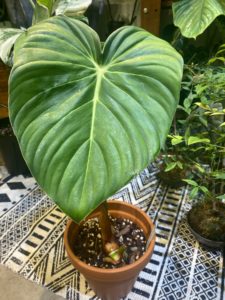 Philodendron 'Dean McDowell' McDull mangrove velvet