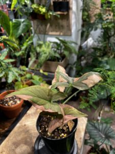 Syngonium podophyllum 'Pink Splash' 粉色合果芋