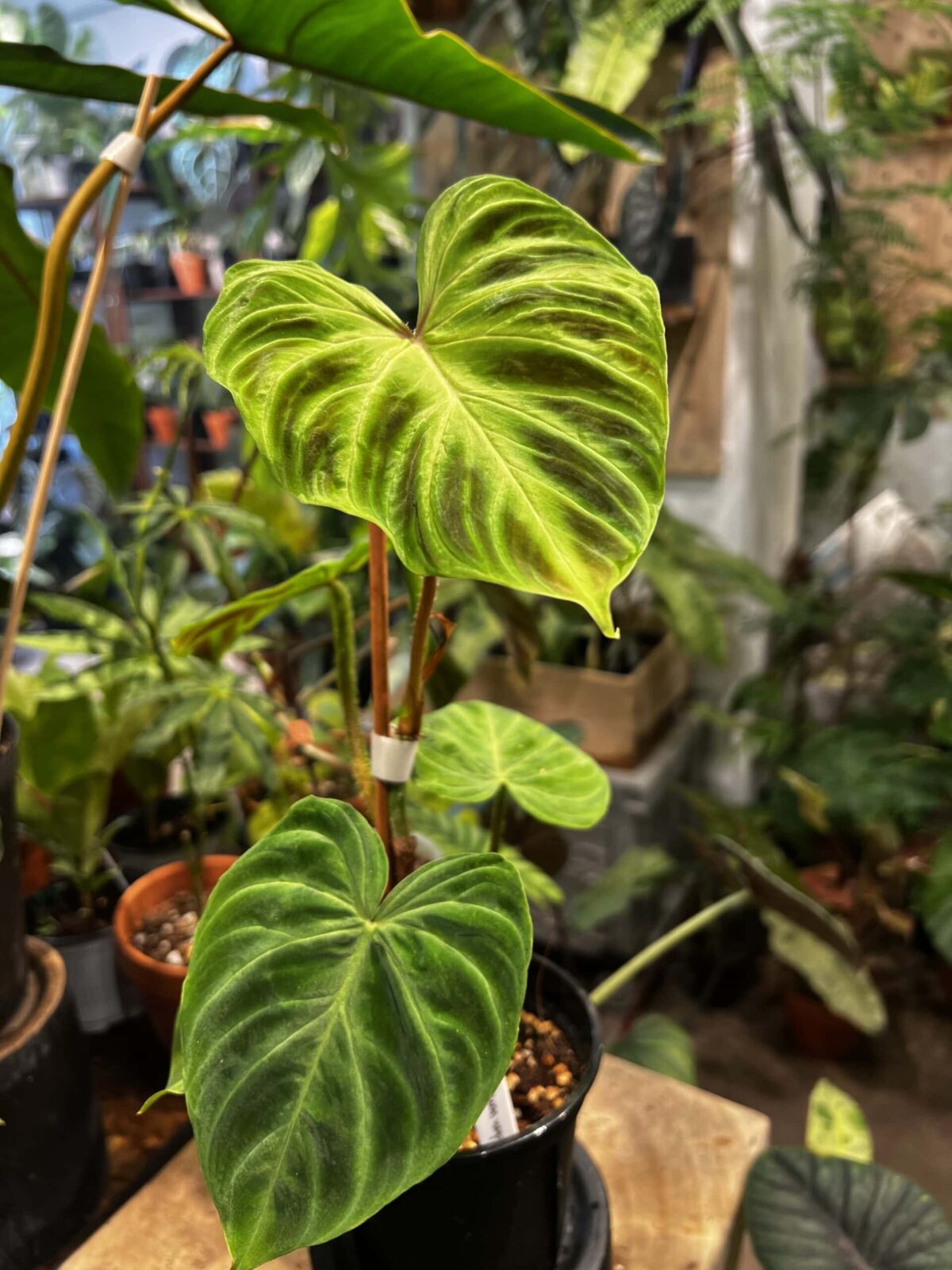 Philodendron verrucosum 'Red Back' Plantjai Philodendron verrucosum 'Red Back' — 植仔 Plantjai 香港觀葉植物