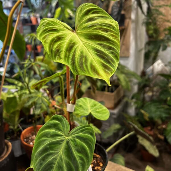 Philodendron verrucosum 'Red Back'