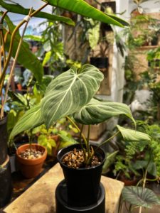 Philodendron 'Gloriosum' - Image 2