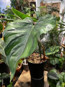 Philodendron 'Colombia' - Image 4