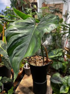 Philodendron 'Colombia' - Image 3