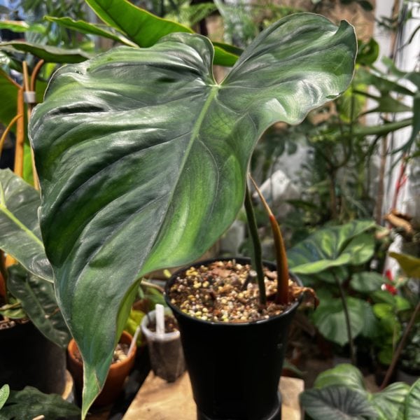 Philodendron 'Colombia' 哥倫比亞蔓綠絨（Philodendron 'Colombia'）— 植仔 Plantjai 香港觀葉植物