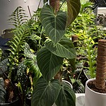 Philodendron 'Splendid' 花絨葉蔓綠絨 — 植仔 Plantjai 香港觀葉植物