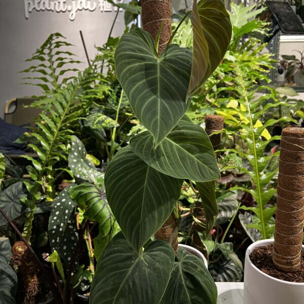 花絨葉蔓綠絨 — 植仔 Plantjai 香港觀葉植物