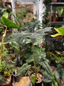 Alocasia 'Jacklyn' - Image 3