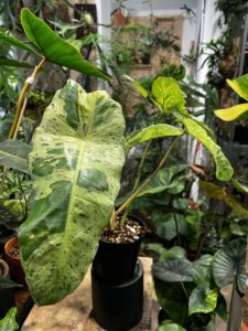 Philodendron paraiso verde 綠天堂蔓綠絨：圖片 3