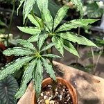 Anthurium besseae aff. 貝斯花燭（Anthurium besseae aff.）— 植仔 Plantjai 香港觀葉植物
