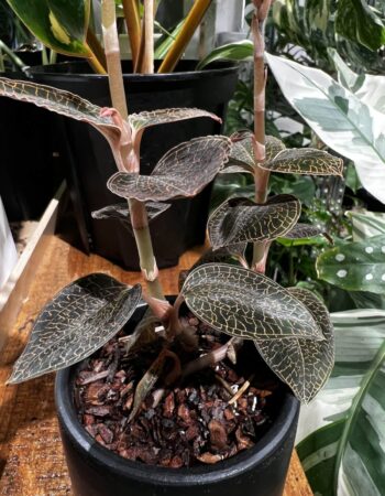 台灣金線蓮 — 植仔 Plantjai 香港觀葉植物