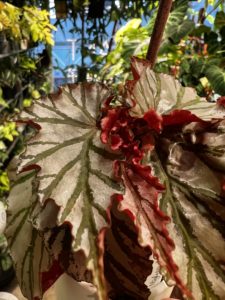 Begonia 'Highway' 海威秋海棠