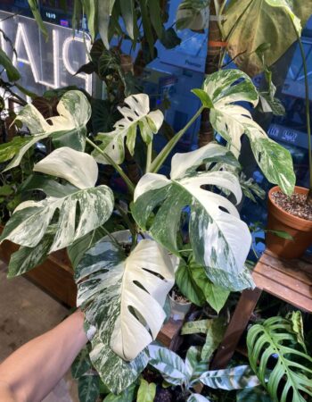 史丹利錦龜背竹 — 植仔 Plantjai 香港觀葉植物