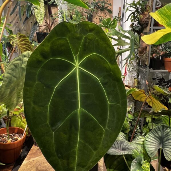 盾葉花燭（Anthurium forgetii）— 植仔 Plantjai 香港觀葉植物