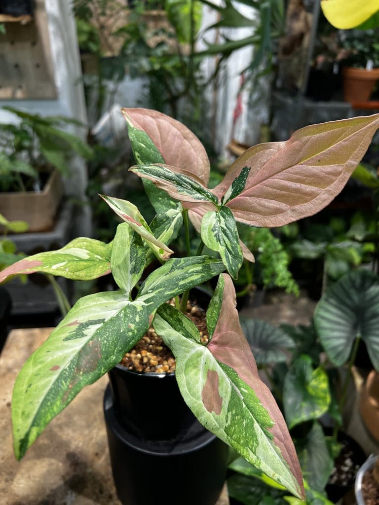 紅點三色合果芋