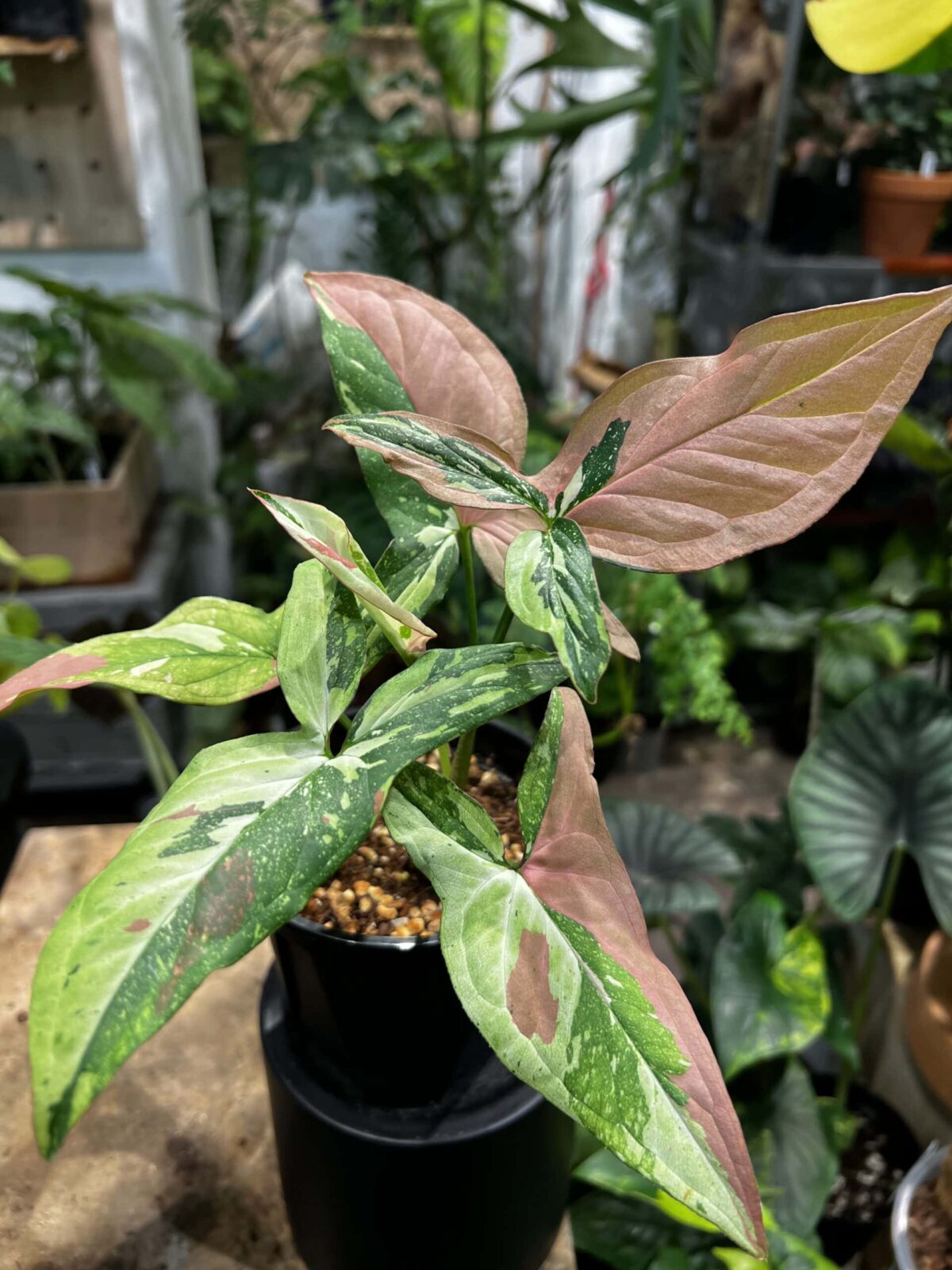 Syngonium podophyllum 'Red Spot Tricolor' 紅點三色合果芋