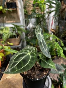 Anthurium forgetii x crystallinum - Image 3
