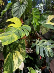 Monstera borsigiana aurea variegata 黃錦龜背竹