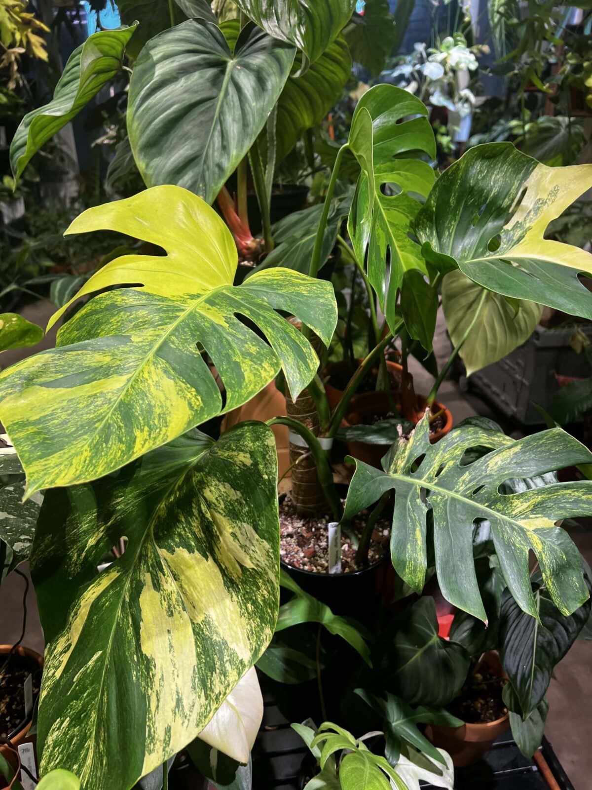 Monstera borsigiana aurea variegata 黃錦龜背竹 Plantjai植仔 Monstera borsigiana aurea variegata 黃錦龜背竹