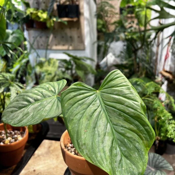 威嚴蔓綠絨 — 植仔 Plantjai 香港觀葉植物
