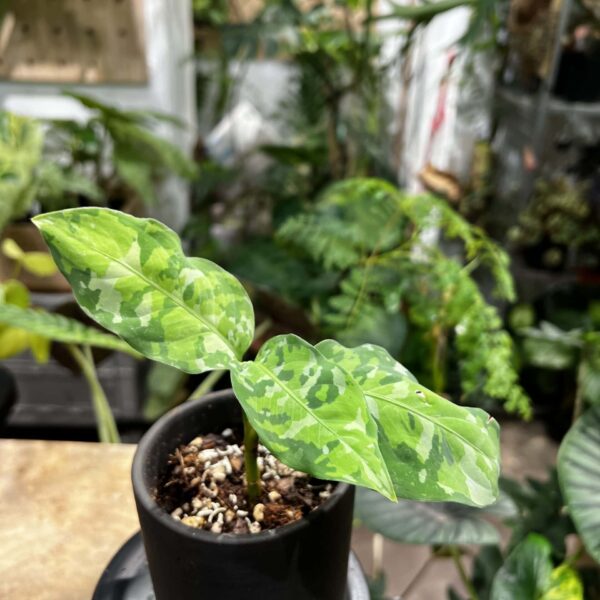 迷彩粗肋草 — 植仔 Plantjai 香港觀葉植物