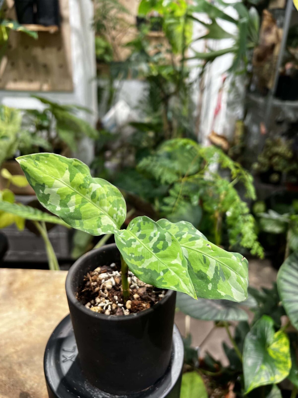 Aglaonema pictum 'Tricolor' 迷彩粗肋草