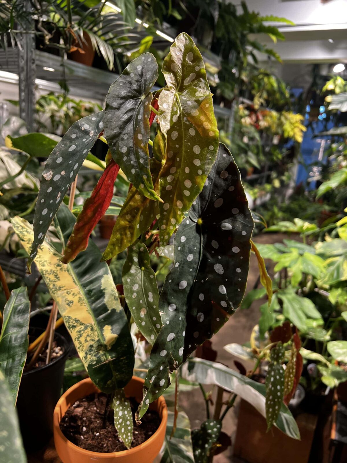 Begonia maculata 'Polker Dots' 波點秋海棠 Plantjai植仔 Begonia maculata 波點秋海棠 — 植仔 Plantjai 香港觀葉植物